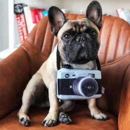 New Pet Products 2020 Pet Plush Toy Dog Camera Photo Props For Pet www.gmtpet.shop
